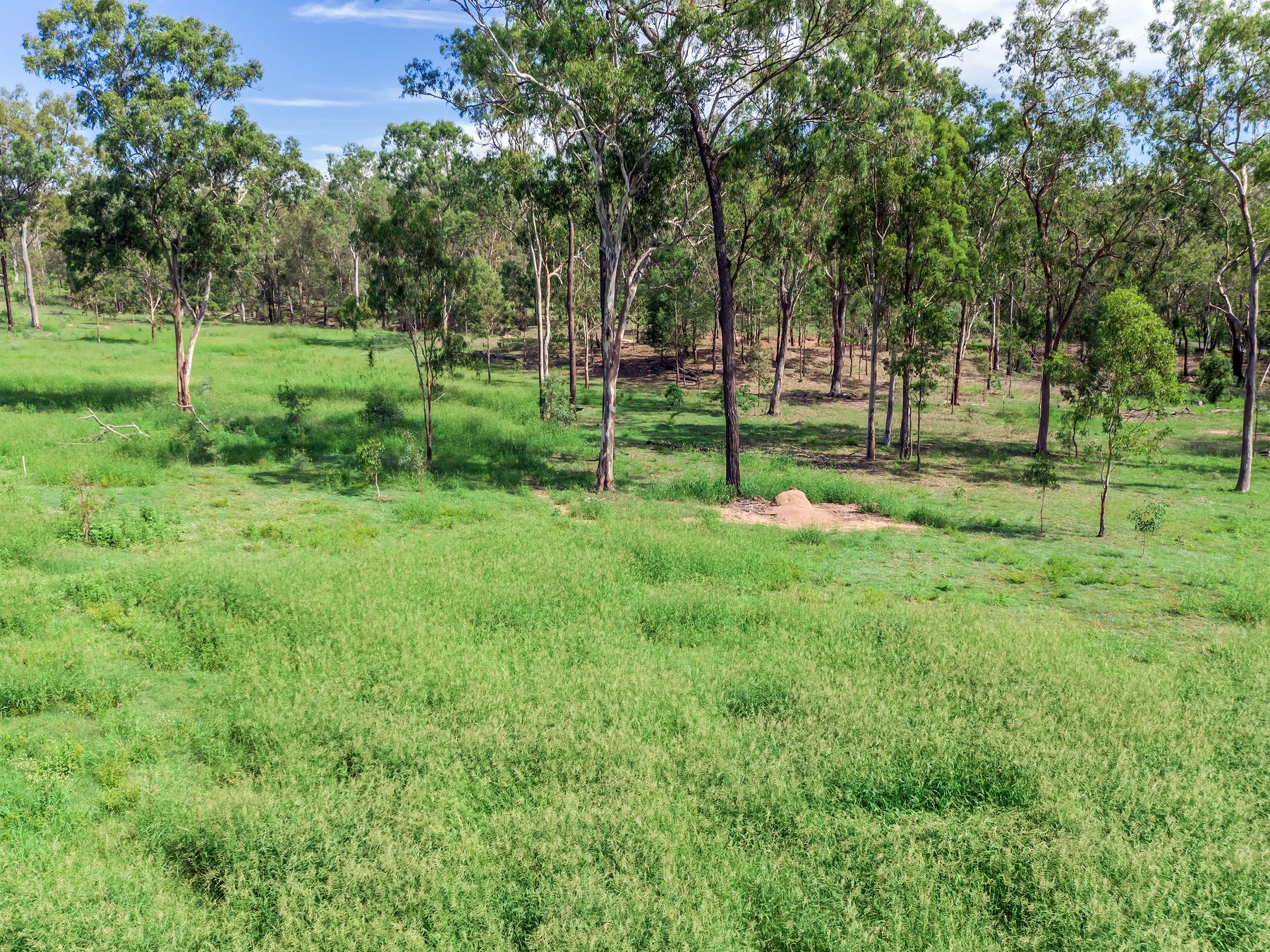 Aerial view of open grassland and gum trees on a lot